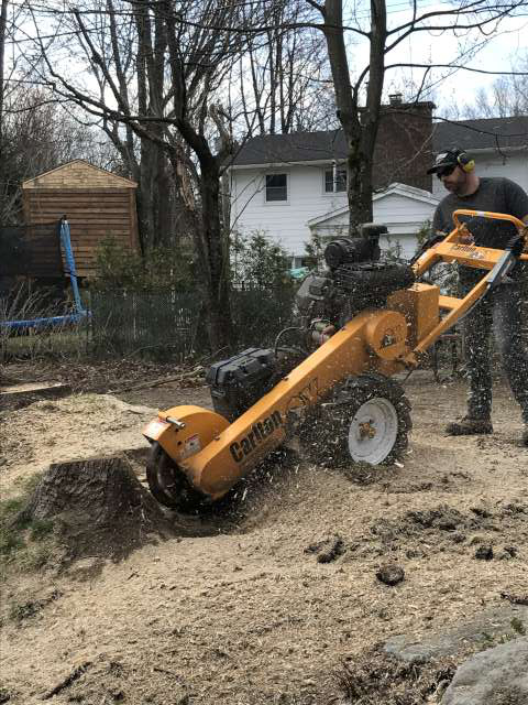 Dessouchage Sherbrooke